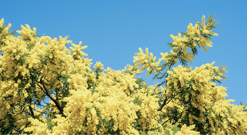Mimosa