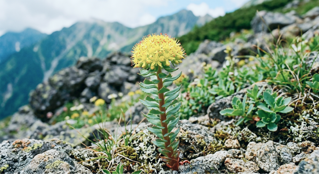 Rhodiola