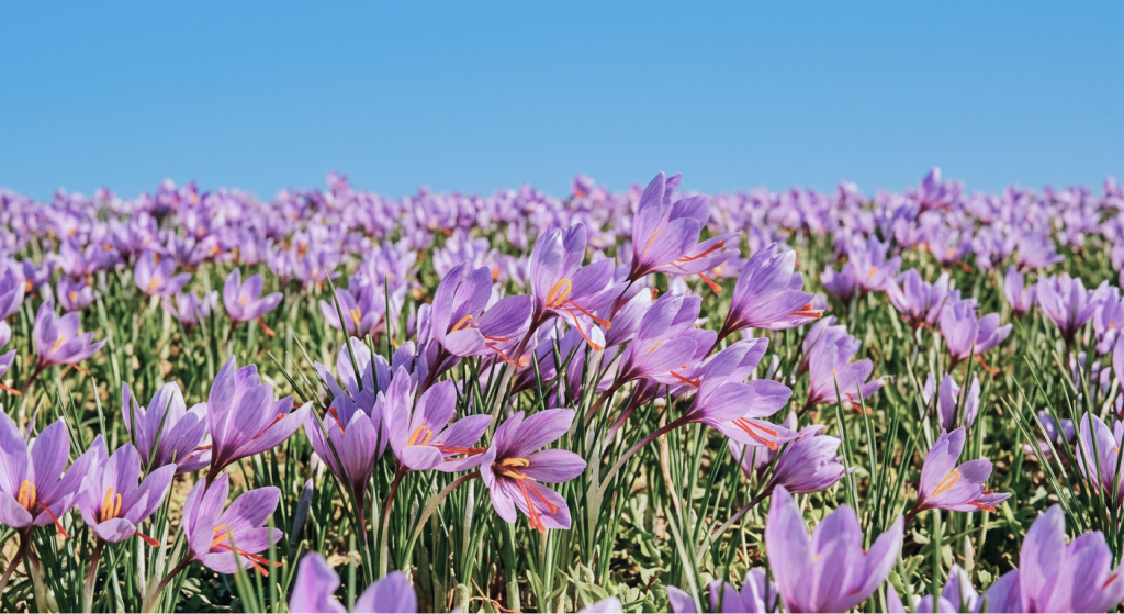 Saffron